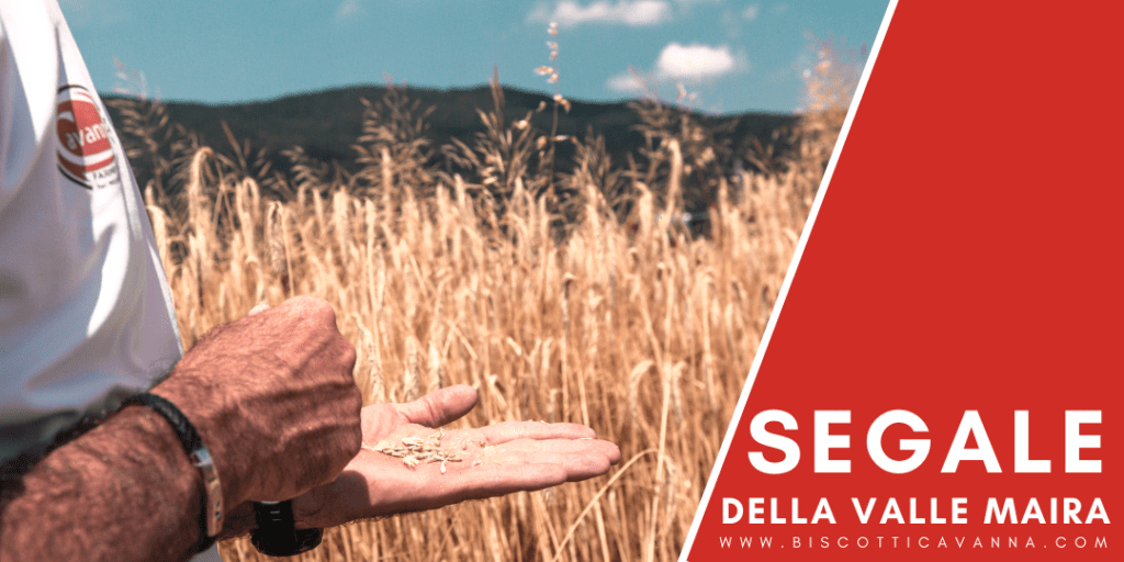 coltivazione segale della valle maira