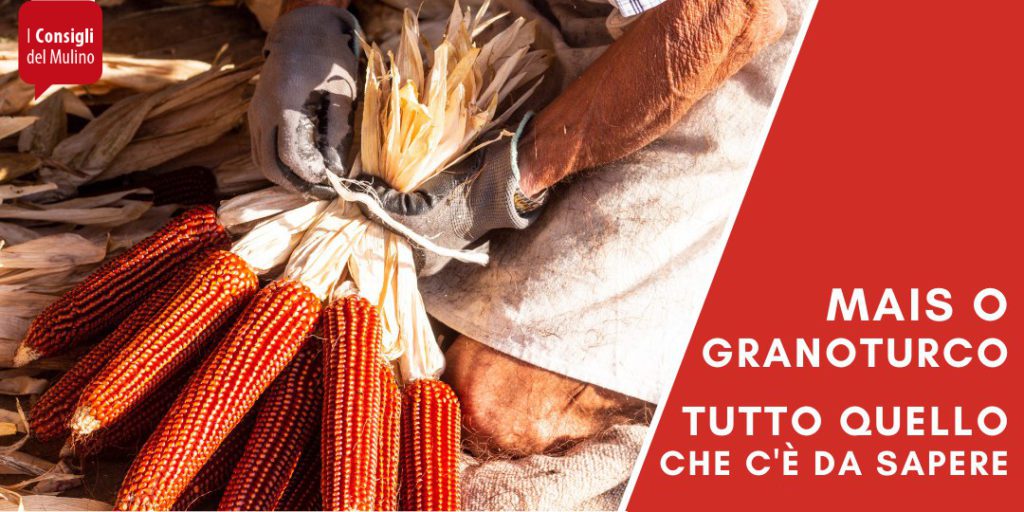 Tutto quel che c'è da sapere sul mais