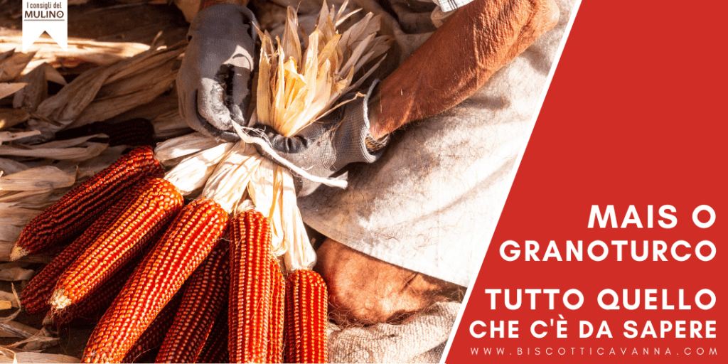 tutte le info sul mais