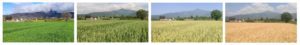 Ultime fasi raccolta del grano